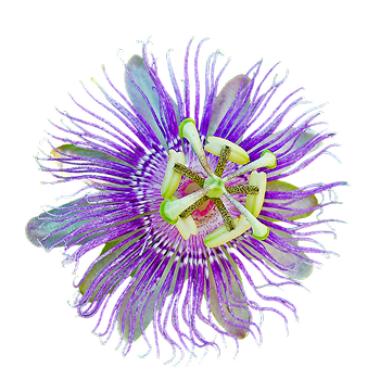 Hibiskusblütenpulver